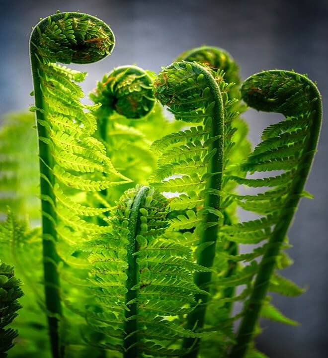 Tại Trung Quốc, dương xỉ là món ăn được yêu thích và được ưu ái gọi là rau trường thọ. 