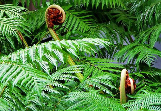 Ngọn của cây dương xỉ dùng làm món ăn tốt cho sức khỏe, tuy vậy vị của nó không hề hấp dẫn.