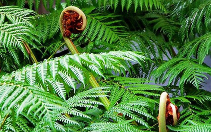 Loại cây mọc dại đầy ở Việt Nam không ai hái hóa ra là 'báu vật