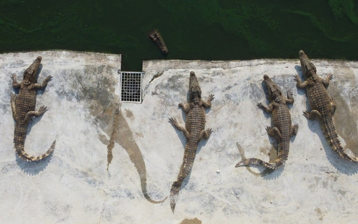 Giá thịt lợn tăng cao kỷ lục, dân Thái Lan đổ xô tìm mua thịt cá sấu Ảnh 2