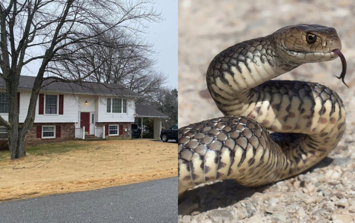 Người đàn ông chết trong căn nhà đầy rắn Ảnh 2