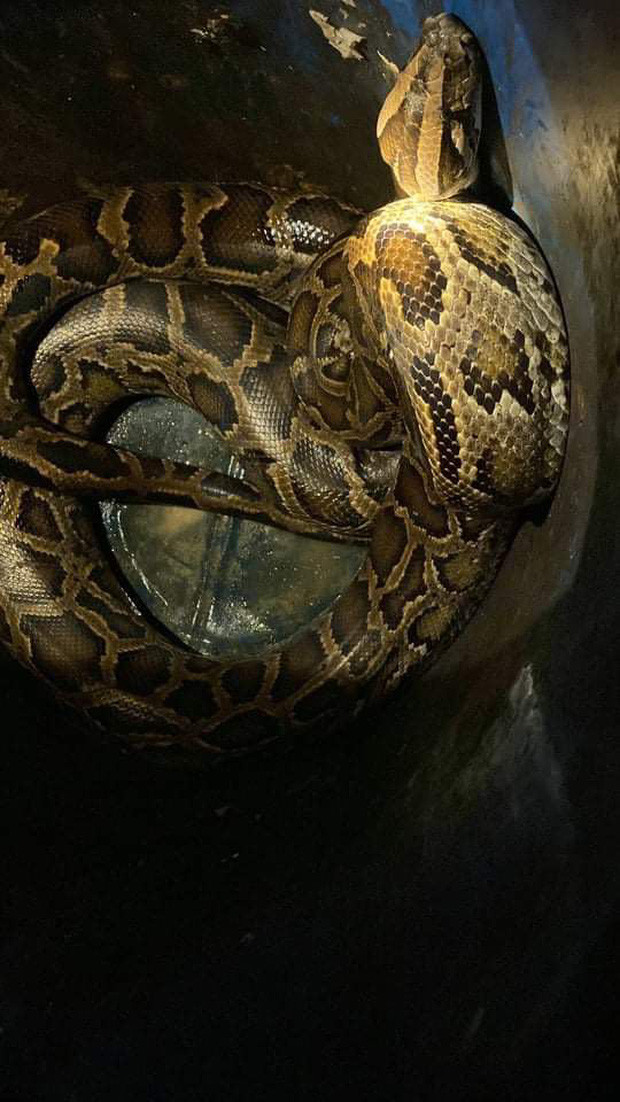 Con trăn khủng trốn trên trần nhà. 