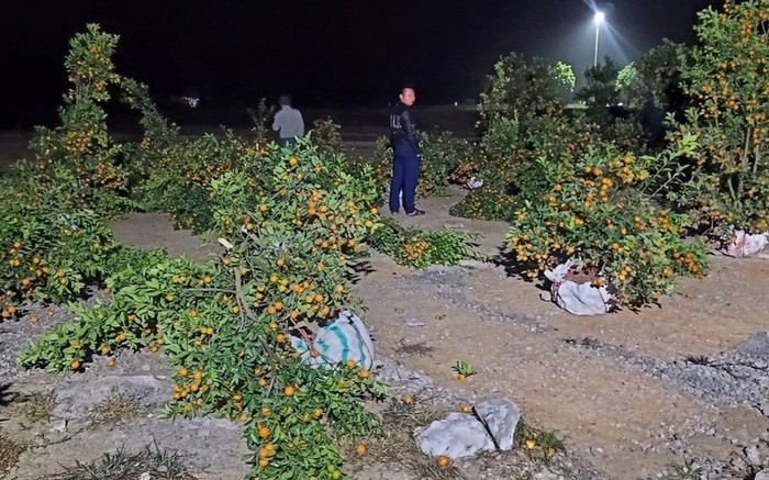 Bực tức vì chủ vườn bán quất cảnh Tết với giá cao, đối tượng ra tay chặt phá 28 cây trong đêm Ảnh 2