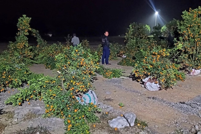 Hàng chục gốc quất cảnh bị chặt phá. Ảnh: Công an Nghệ An