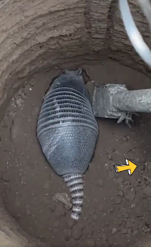 Người đàn ông trong lúc đào giếng phát hiện một con vật có hình thù khá đặc biệt. Ảnh cắt từ clip