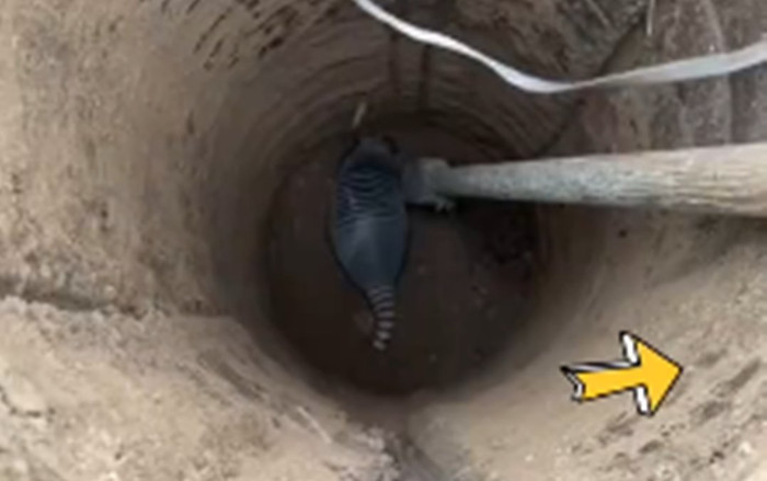 Đào giếng thấy con vật có hình thù kỳ lạ, người đàn ông hỏi dân mạng liền được khuyên: Báo chính quyền đi Ảnh 2