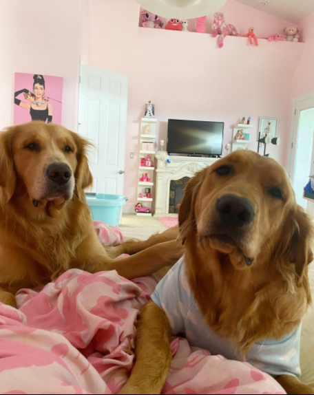 Cuộc sống của triệu phú hot girl ở tuổi 19: Sở hữu 7 căn nhà, có phòng riêng cho chó Ảnh 5