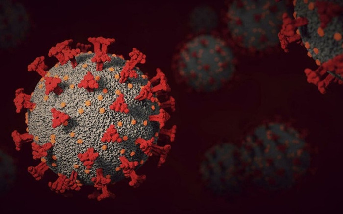 Các nhà khoa học phát hiện thêm 9 chủng virus corona mới Ảnh 2