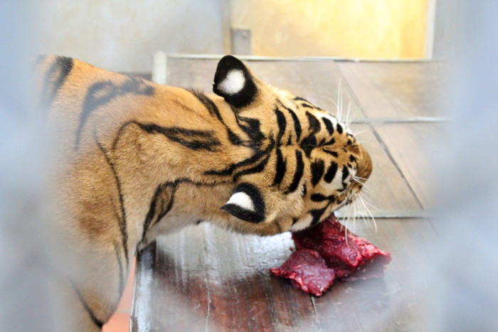 Dịp năm mới, chị Ngọc không chỉ mong những chú hổ khoẻ mạnh mà còn mong toàn bộ thú nuôi trong công viên đều phát triển tốt nhất.