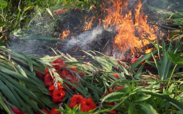 Chợ Tết vắng tanh vì Covid-19, nông dân Hong Kong đau xót đốt bỏ hoa Ảnh 2