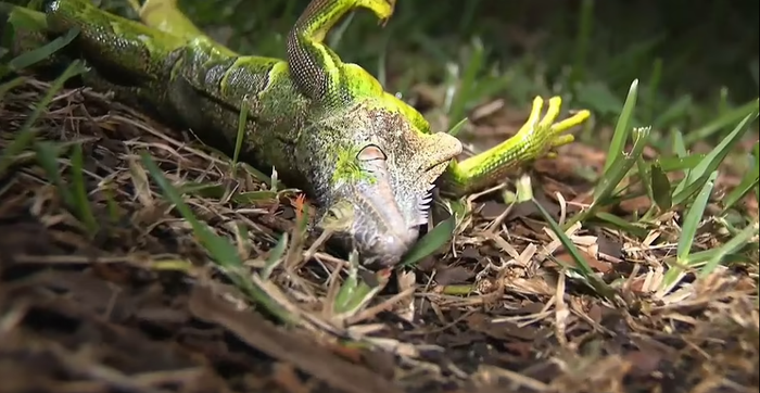 Rét kỷ lục ở Florida: Rồng Nam Mỹ đóng băng, 'rụng' như trái trên cành Ảnh 6