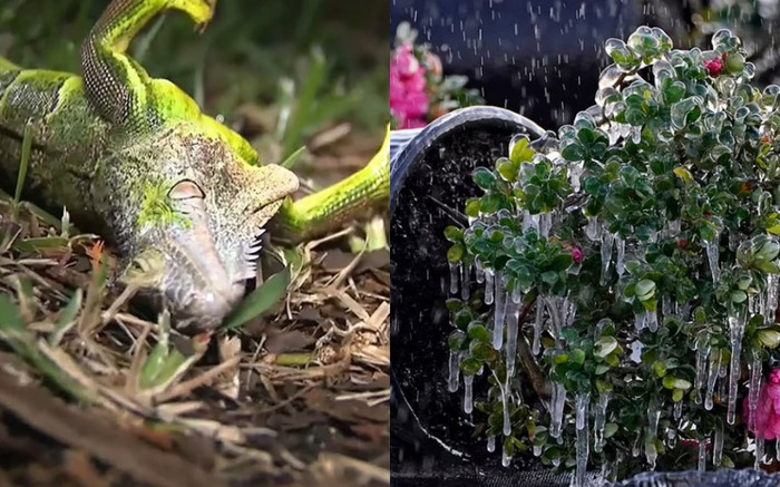 Rét kỷ lục ở Florida: Rồng Nam Mỹ đóng băng, 'rụng' như trái trên cành Ảnh 2