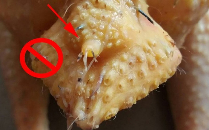 Không phải phao câu, 3 bộ phận này mới là thứ bẩn nhất trên con gà Ảnh 2