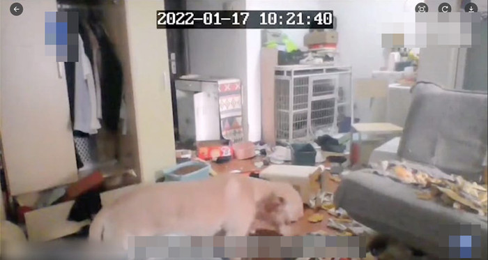 Đi cách ly 14 ngày, cô gái xem camera thì bất lực nhìn căn nhà tan nát, 'thủ phạm' khiến ai cũng bật cười Ảnh 3