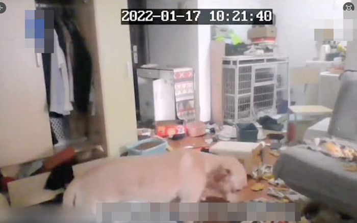 Đi cách ly 14 ngày, cô gái xem camera thì bất lực nhìn căn nhà tan nát, 'thủ phạm' khiến ai cũng bật cười Ảnh 2