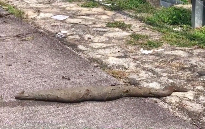 Clip: Loài sinh vật 'lạ' trườn bò giữa đường hút gần 7 triệu lượt xem, đến nay danh tính vẫn là một ẩn số Ảnh 2