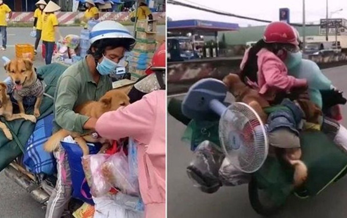 Bị tố tiêu xài hoang phí tiền hỗ trợ của mạnh thường quân, chủ đàn chó bị tiêu hủy ở Cà Mau nói gì? Ảnh 2