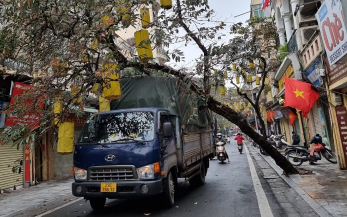 Cây xanh ở phố cổ Hà Nội bất ngờ đổ đè lên xe tải, chắn ngang đường Ảnh 2
