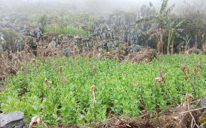 Phát hiện và tiêu huỷ 8.010 cây thuốc phiện được trồng trên sườn núi cao tại Cao Bằng Ảnh 2