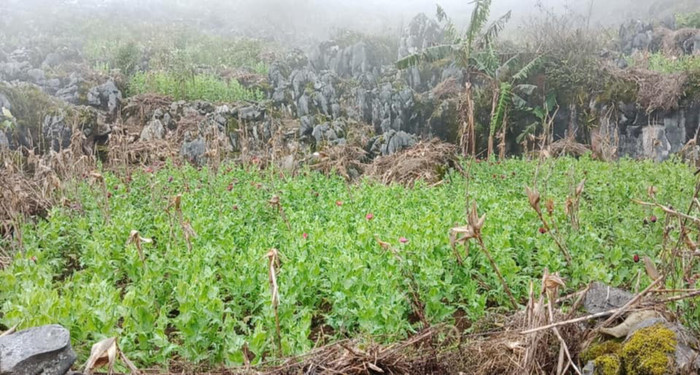 Các cây thuốc phiện được trồng trên núi cao. (Ảnh: An ninh Cao Bằng).