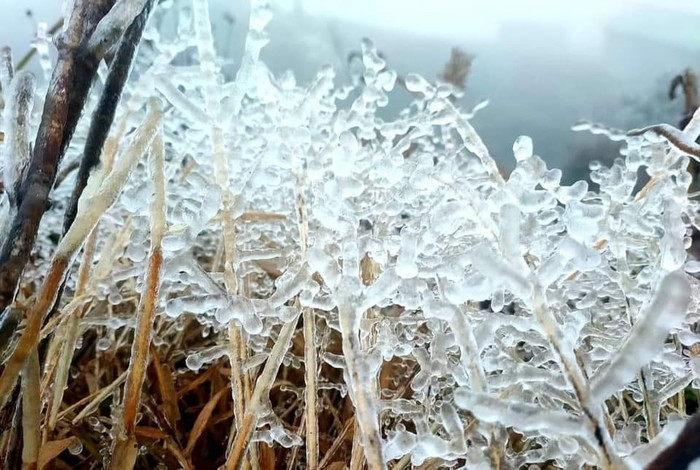 Tại Y Tý - Lao Cai, băng đã đông kết lên toàn bộ cây cối. (Ảnh: Mina Quỳnh)