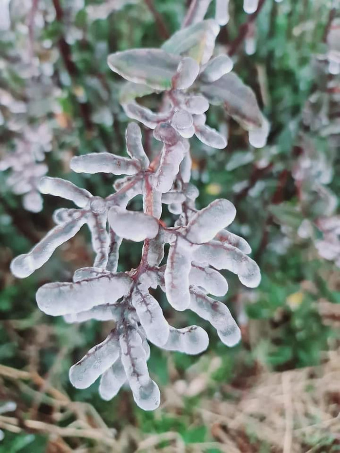 (Ảnh: Mina Quỳnh)