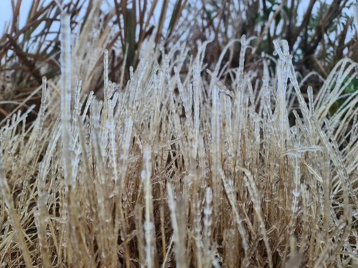 Cây đóng băng đa số là cây tre và một số cây cổ thụ. 