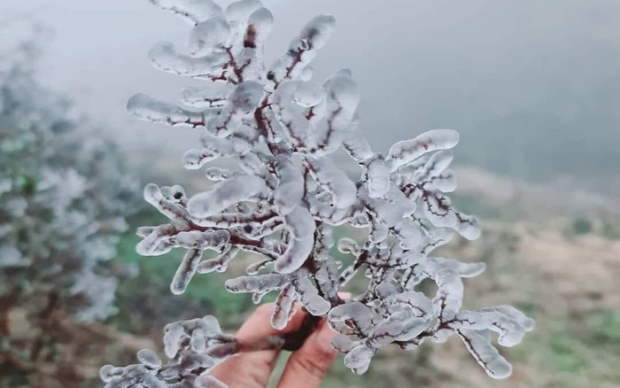 Chùm ảnh: Nóc nhà Y Tý lạnh âm độ, băng giá 'ôm' trọn những cành cây cổ thụ Ảnh 2