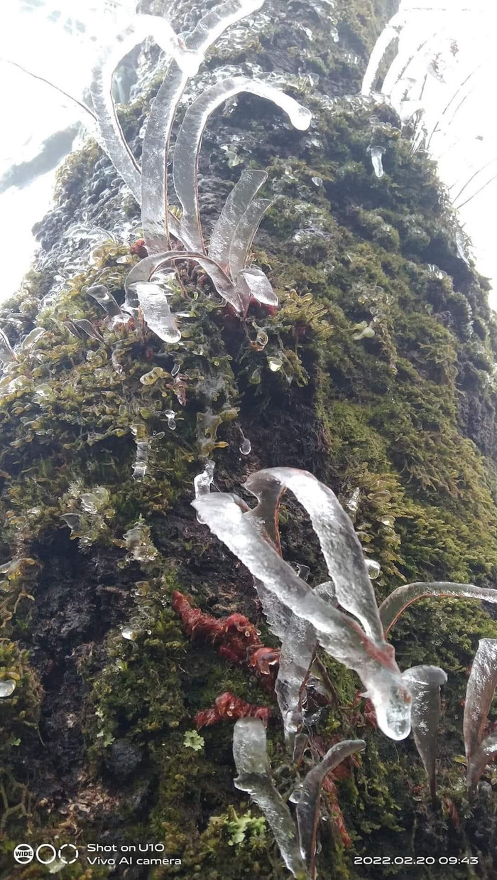 Băng tuyết bao phủ các cây cổ thụ ở Y Tý.