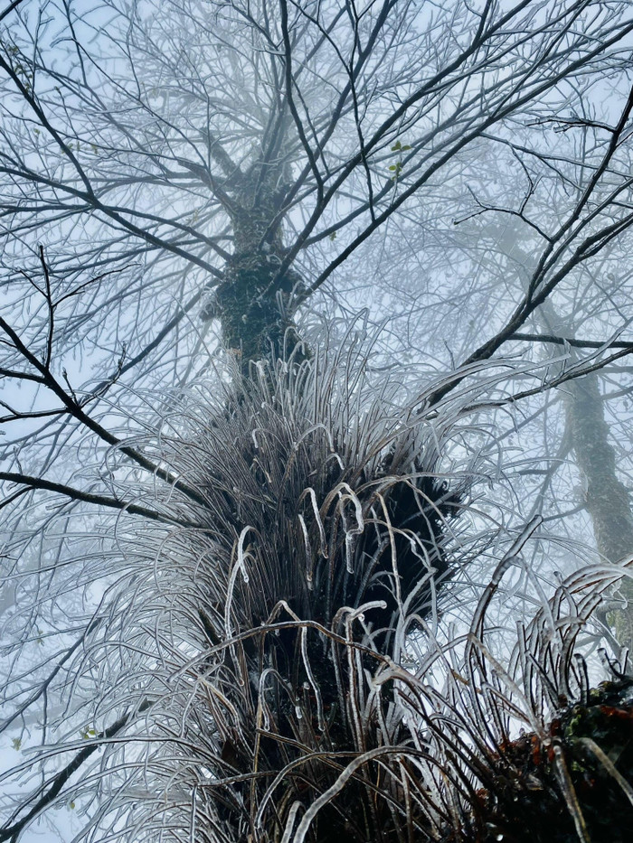 Thời tiết lạnh giá, tuyết đóng băng toàn bộ cây cối ở Y Tý.