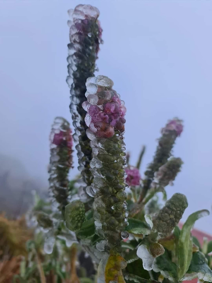 Băng đóng kết 'ôm' trọn cây côi tại nóc nhà Y Tý (Lào Cai). 