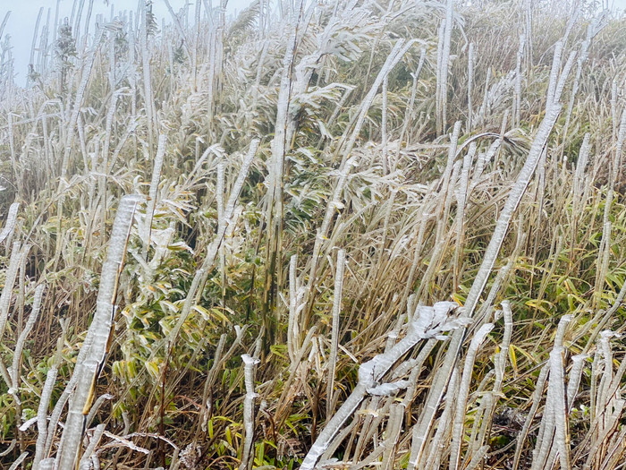 Chùm ảnh: Nóc nhà Y Tý lạnh âm độ, băng giá 'ôm' trọn những cành cây cổ thụ Ảnh 21