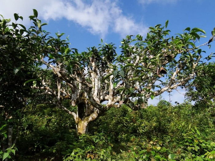 Chè Shan Tuyết là một đặc sản ở Vân Hồ