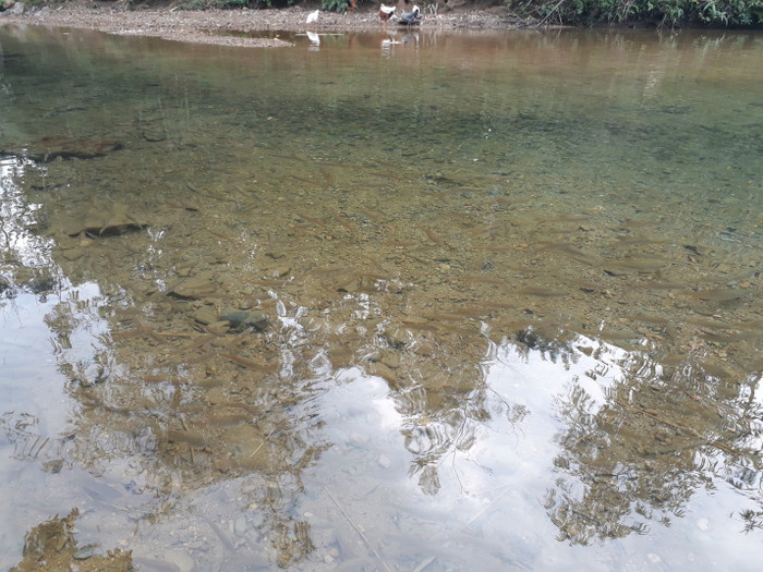 Suối cá Bản Bướt