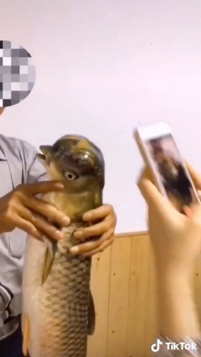 Loài vật với hình dáng 'lạ' này ngay lập tức thu hút sự quan tâm của nhiều người 