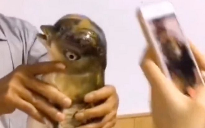 Con cá chép với phần đầu giống như loài chim khiến dân tình xôn xao bàn tán Ảnh 2