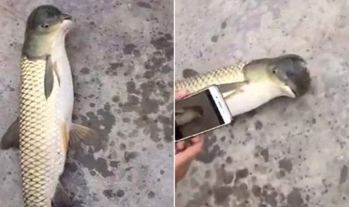 Loài vật với thân cá, đầu chim trước đó cũng từng xuất hiện ở Trung Quốc