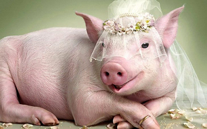 Tháng 3 này, có 3 con giáp sự nghiệp lên như diều gặp gió, quý nhân xung quanh liên tục giúp đỡ Ảnh 2