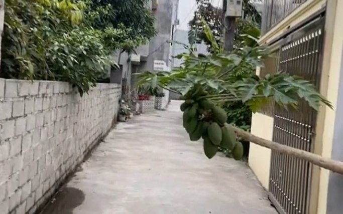 Cây đu đủ mọc ngang ngược ra giữa đường nhưng vẫn không chặt đi, biết lý do ai nấy cũng gật gù đồng tình Ảnh 2
