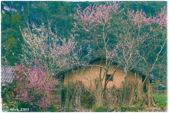 'Hình ảnh vườn hoa tại thành phố Hà Giang (Ảnh: Hiền Mai)