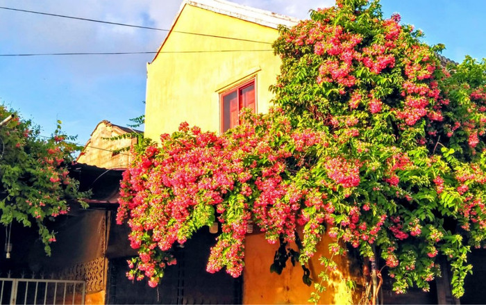 Hội An dưới góc kính của chàng trai trẻ: Dàn hoa đẹp mắt, ánh nắng chiếu rọi lên những ngôi nhà cổ kính Ảnh 2