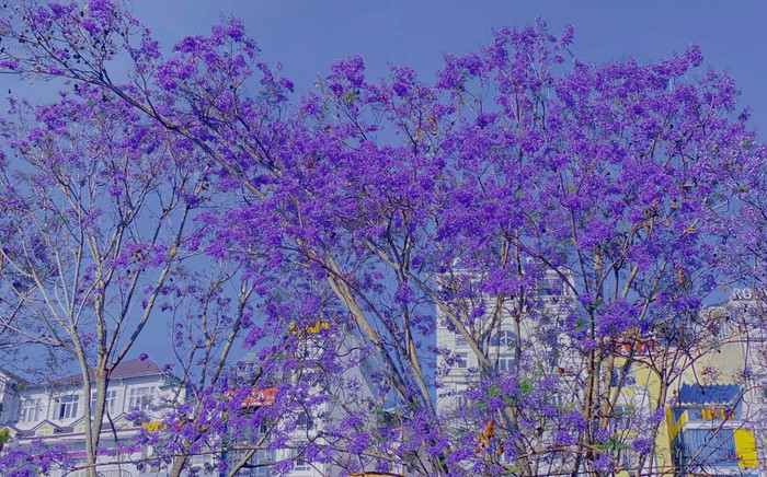 Đà Lạt đang tím cả một góc trời, bạn đã đi chưa? Ảnh 2