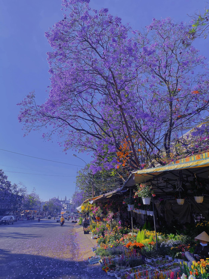 Chỉ có ở Đà Lạt mới có sắc hoa này.