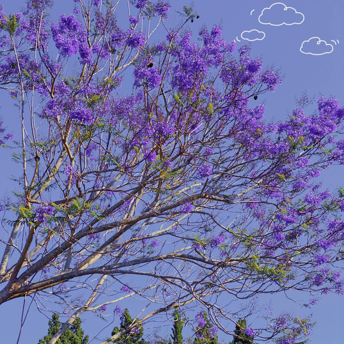 Đà Lạt gắn liền với những loài hoa đẹp.