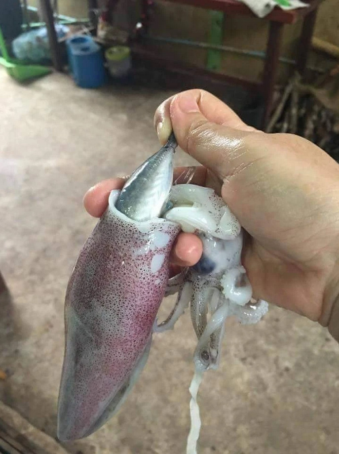 Bên trong mỗi con mực đều có thêm một con cá