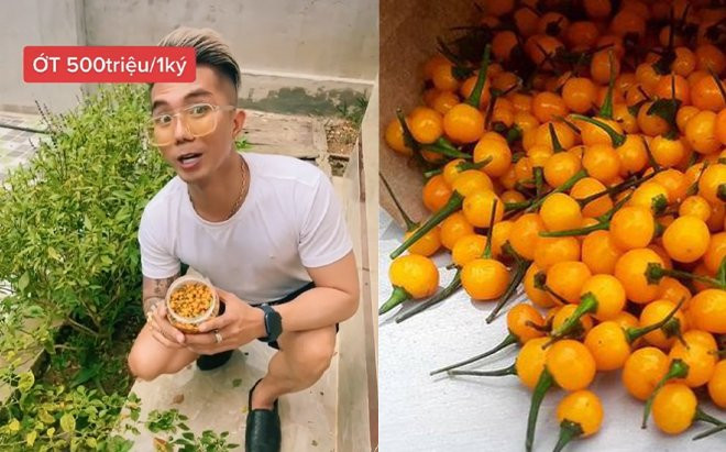 Thực hư về loại ớt 'nửa tỷ đồng/kg' được ca sĩ Khánh Đơn trồng trong vườn nhà Ảnh 2