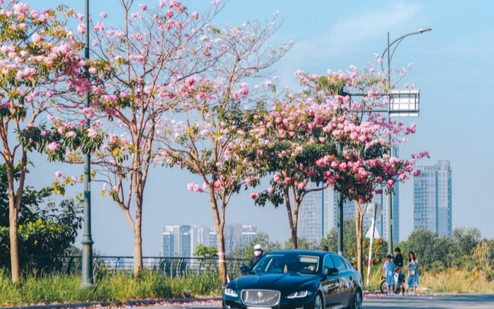 Hoa kèn hồng nở rộ, khoe sắc rực rỡ trên các con đường ở TP.HCM Ảnh 2