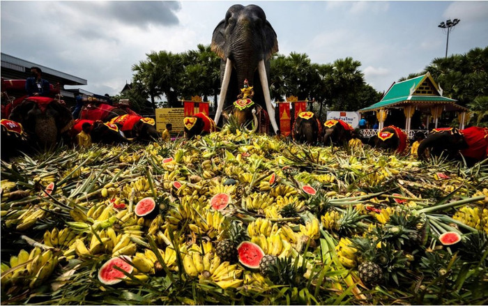 Thái Lan đãi tiệc buffet hàng tấn hoa quả cho gần 60 con voi Ảnh 2