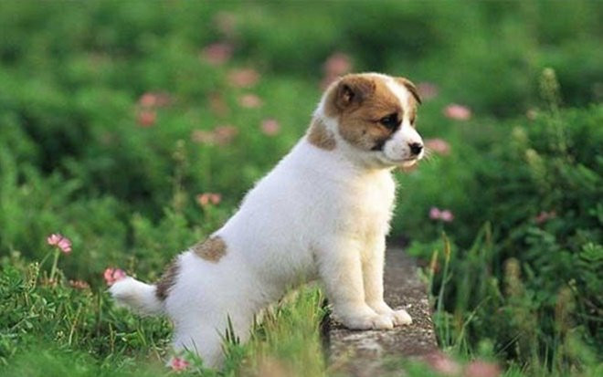 Đàn ông thuộc 3 con giáp này yêu chiều vợ hết mực, phụ nữ lấy được sống một đời viên mãn Ảnh 2