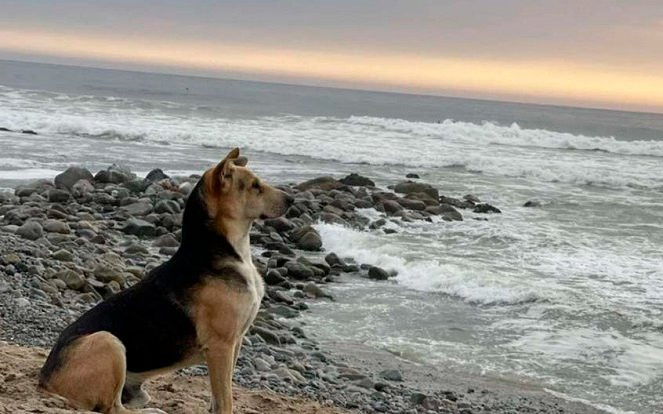 Chủ nhân qua đời trên biển từ lâu, chú chó kiên trì làm một điều khiến nhiều người 'rơi nước mắt' Ảnh 2